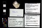 Foto (Objekt + Etikett) von Pithonoton sp.  (NHMW-GEO-2014-0194-0970)